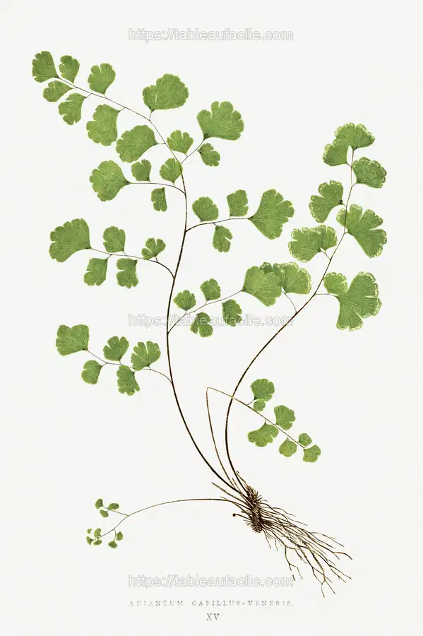 Adiantum Capillus–Veneris (Southern Maidenhair Fern) from Ferns British and Exotic (1856-1860) by Edward Joseph Lowe apercu
