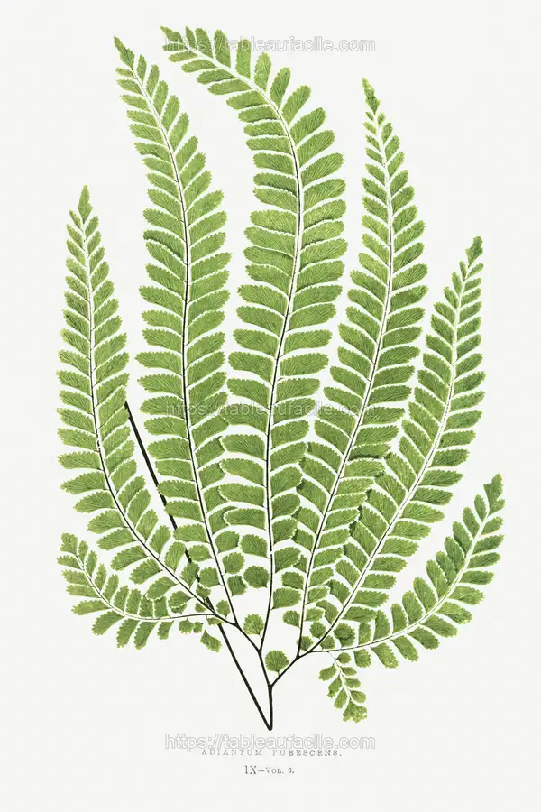 Adiantum Pubescens from Ferns British and Exotic (1856-1860) by Edward Joseph Lowe apercu