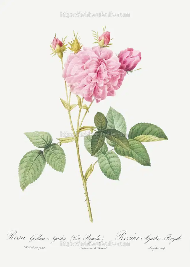 Agatha rose, also known as Rosa gallica-Agatha, Var. Regalis from Les Roses (1817–1824) by Pierre-Joseph Redouté apercu