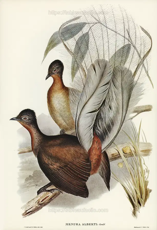 Albert Lyre-Bird (Menura Alberti) illustrated by Elizabeth Gould apercu