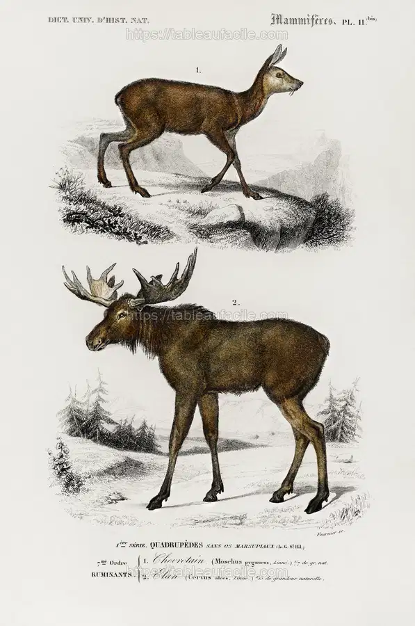 Alces alces and Moschus illustrated by Charles Dessalines D_ Orbigny apercu