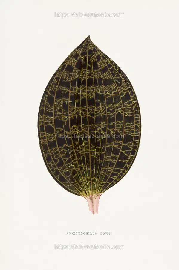 Ancectochilus Lowil leaf illustration. 1865 edition of Les Plantes à Feuillage Coloré by Alexander Francis Lydon & Benjamin Fawsett. apercu