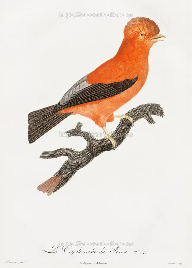 Andean cock-of-the-rock from Histoire Naturelle des Oiseaux de Paradis et Des Rolliers (1806) by Jacques Barraband apercu