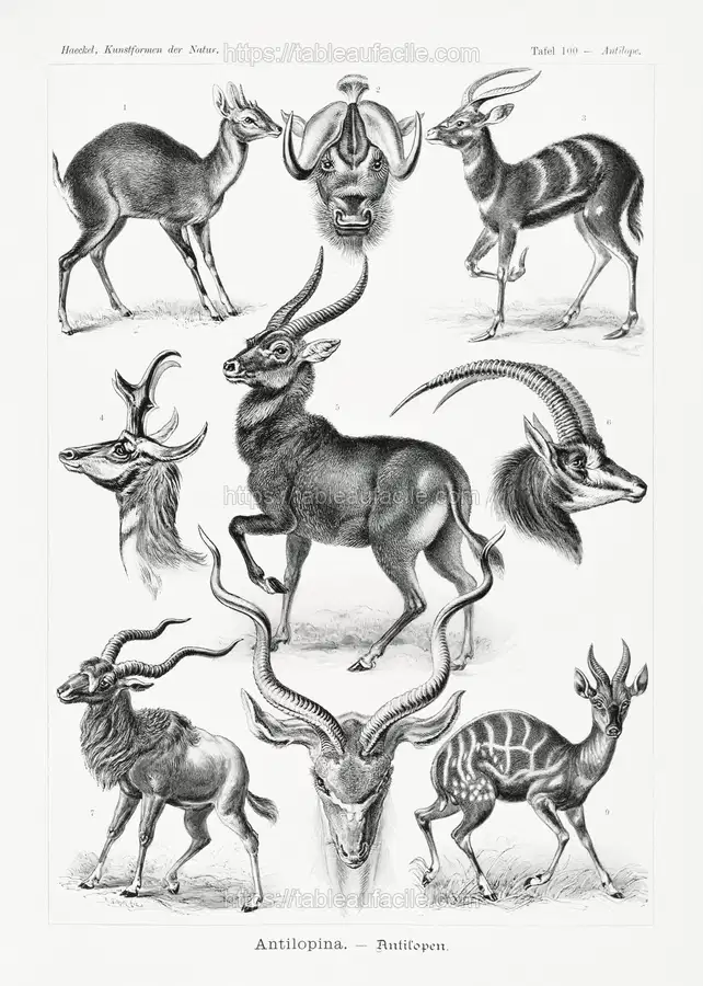 Antilopina–Antilopen from Kunstformen der Natur (1904) by Ernst Haeckel apercu