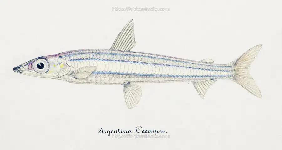 Antique drawing watercolor fish Argentina Elongata marine life apercu