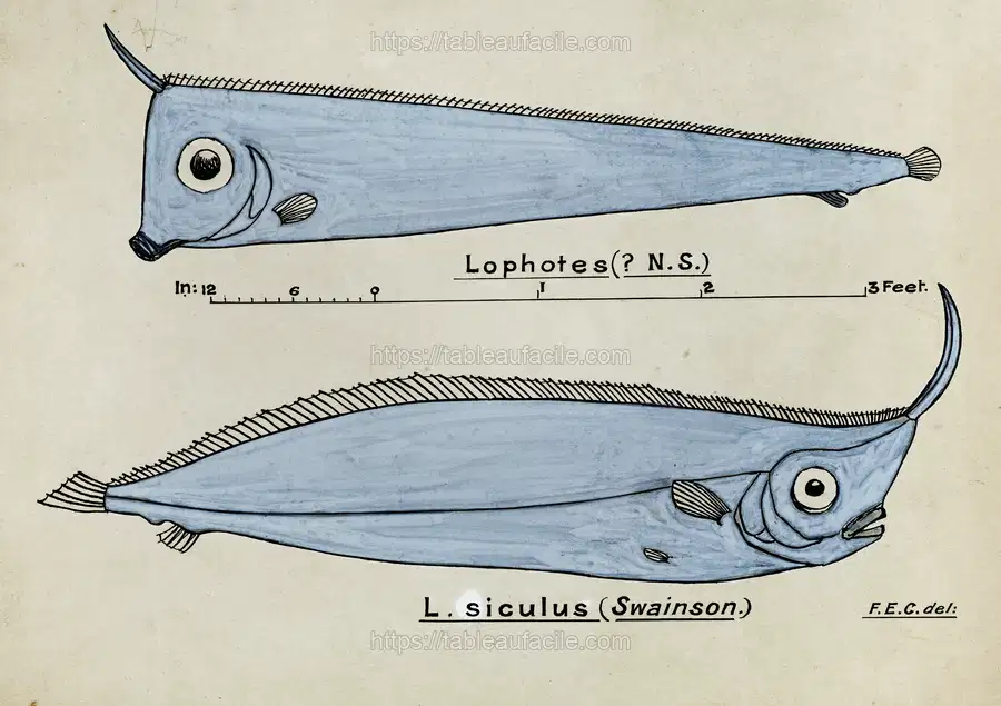 Antique fish Crested Bandfish drawn by Fe. Clarke apercu