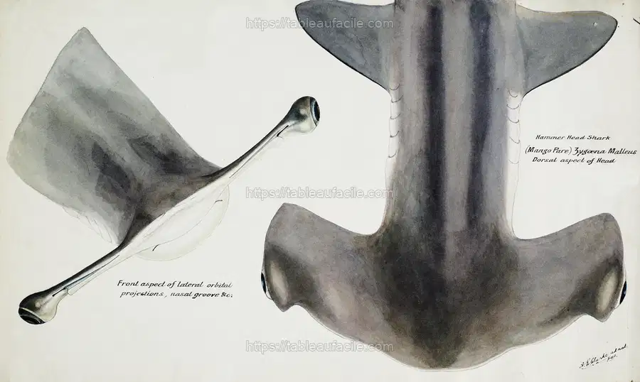 Antique fish Hammerhead Shark drawn by Fe. Clarke (1849-1899) apercu
