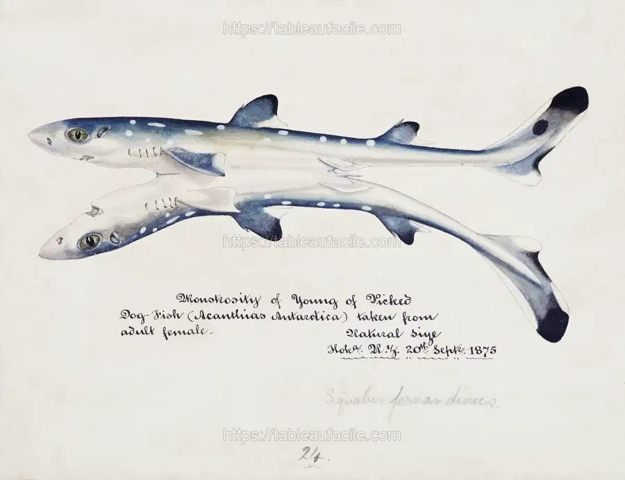 Antique fish Spotted spiny Dogfish drawn by Fe. Clarke apercu