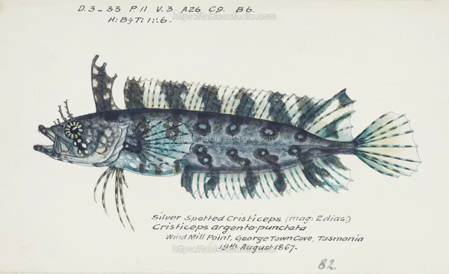 Antique fish possibly cristiceps sp weedfish drawn by Fe. Clarke apercu
