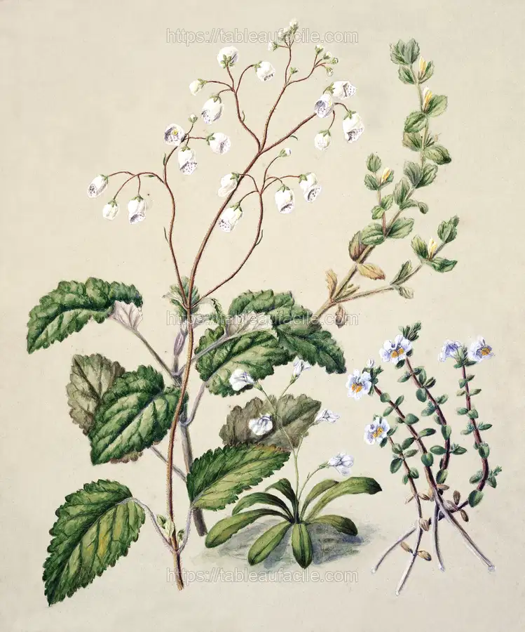 Antique plant Calceolaria sinclarii - Mazus pumilio - Mimulus repensdrawn drawn by Sarah Featon apercu