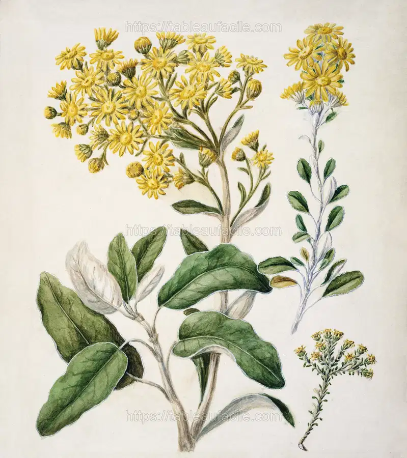 Antique plant Daisy - Brachyglottis drawn by Sarah Featon apercu