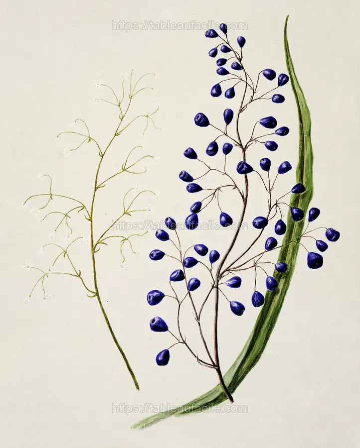 Antique plant Dianella intermedia Ink plant drawn by Sarah Featon apercu