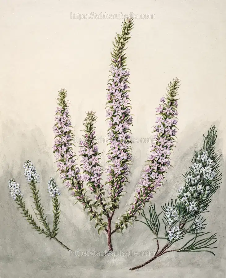 Antique plant Epacris(2species) drawn by Sarah Featon apercu