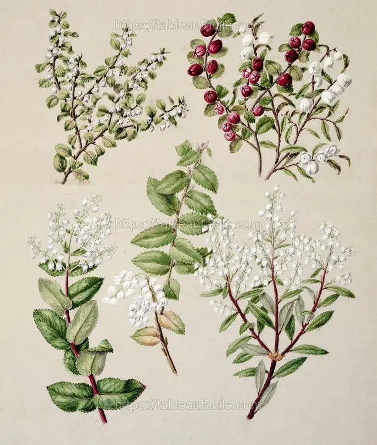 Antique plant Gaultheria - various drawn by Sarah Featon apercu