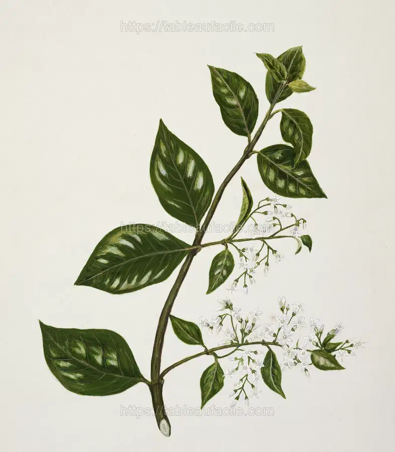 Antique plant Kaiku drawn by Sarah Featon apercu