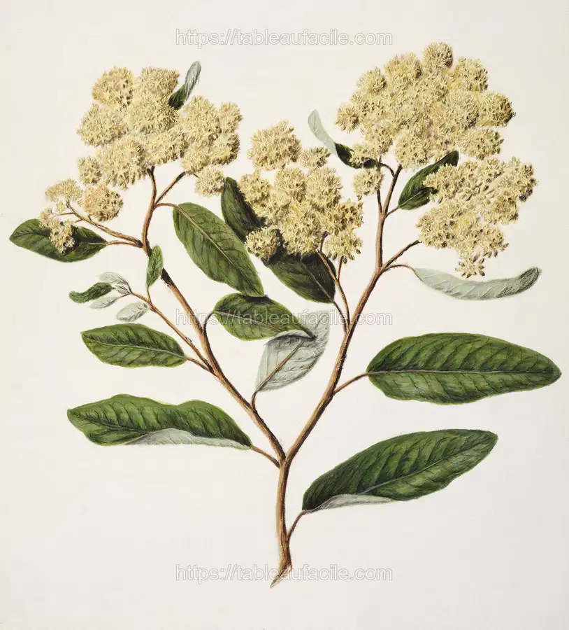Antique plant Kumarahou drawn by Sarah Featon apercu