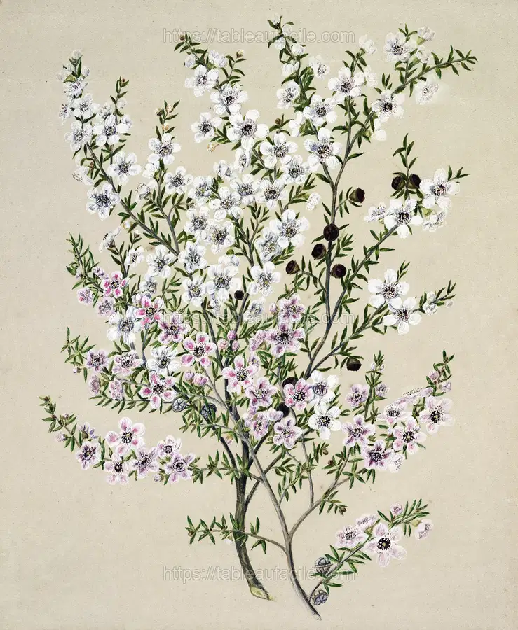 Antique plant Manuk drawn by Sarah Featon apercu
