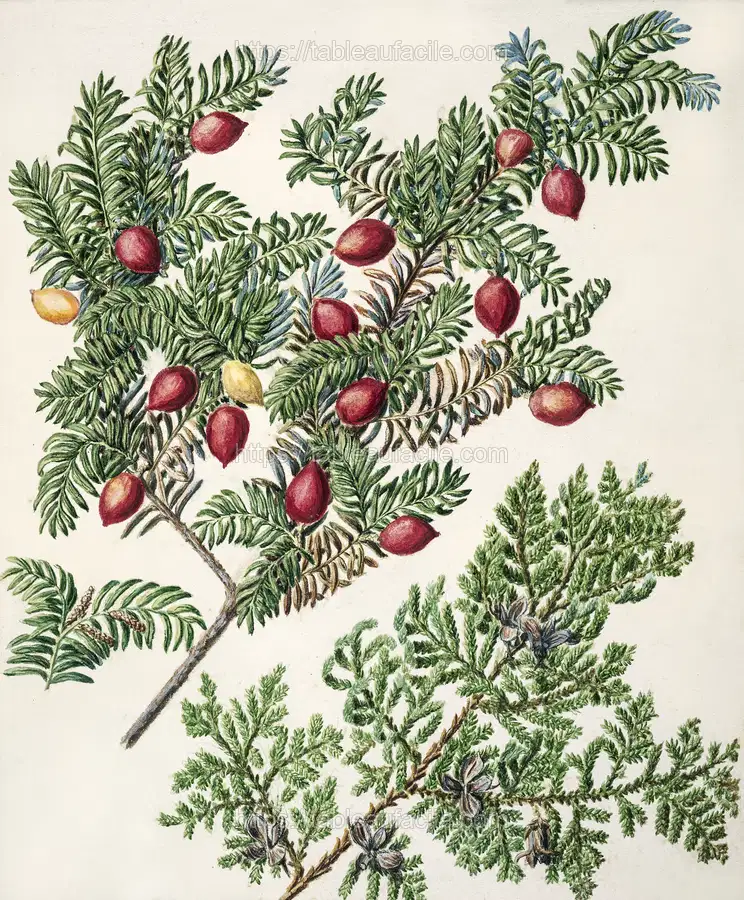 Antique plant Miro - Kawaka drawn by Sarah Featon apercu