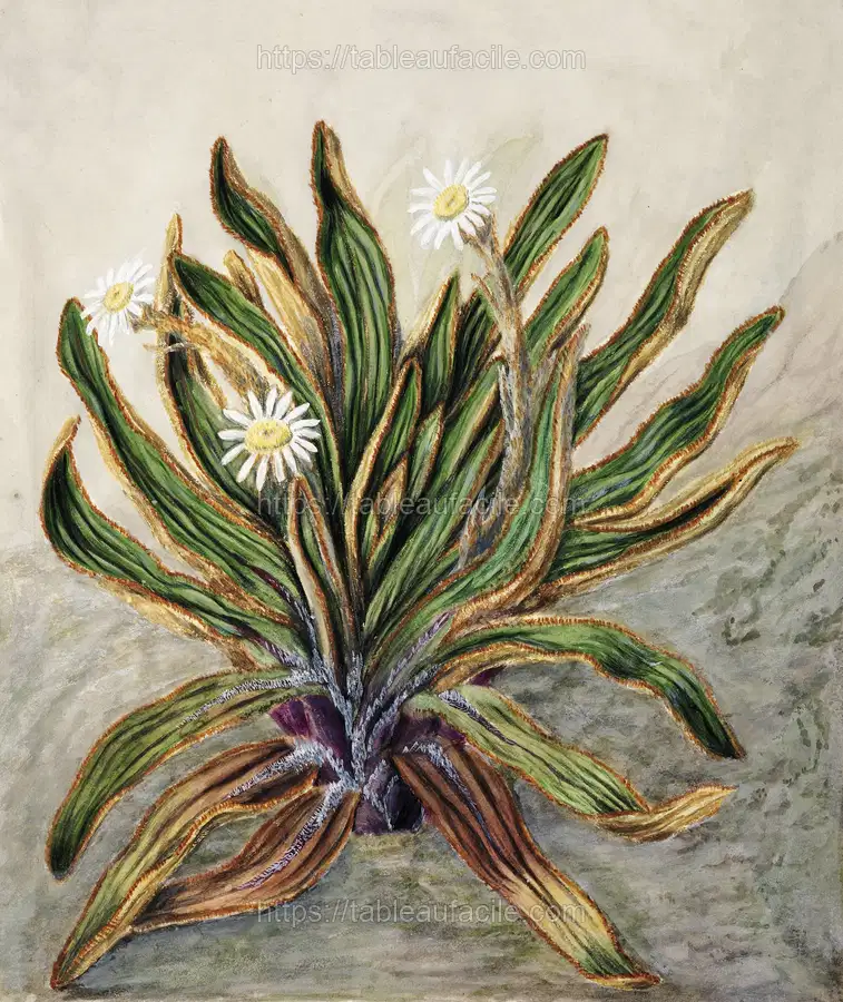 Antique plant Mountain daisy drawn by Sarah Featon apercu