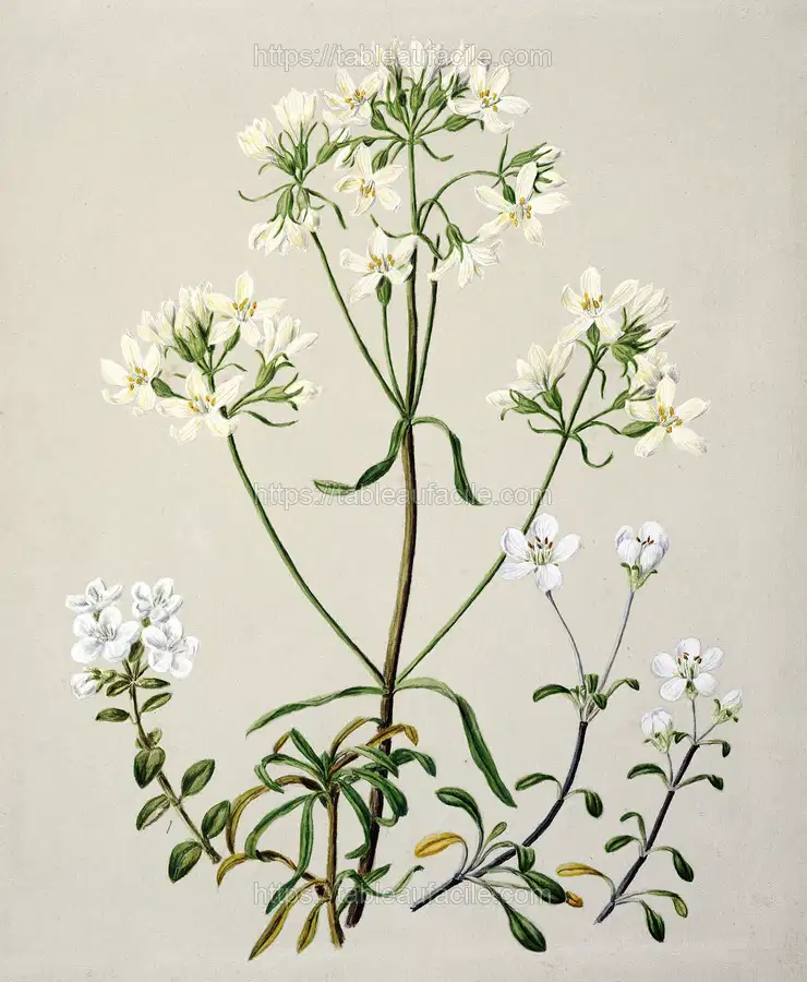 Antique plant New Zealand Gentiana spp drawn by Sarah Featon apercu