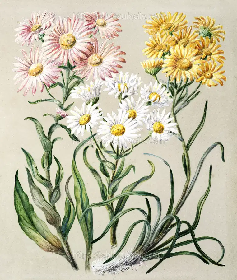 Antique plant New Zealand snow groundsels drawn by Featon apercu