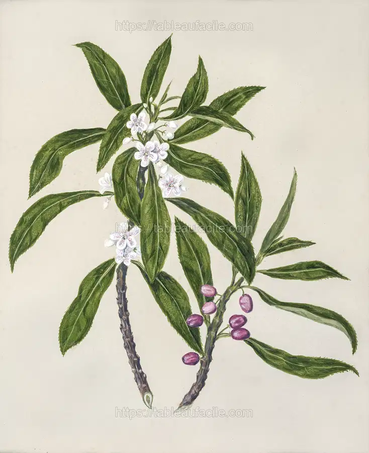 Antique plant Ngaio drawn by Sarah Featon apercu