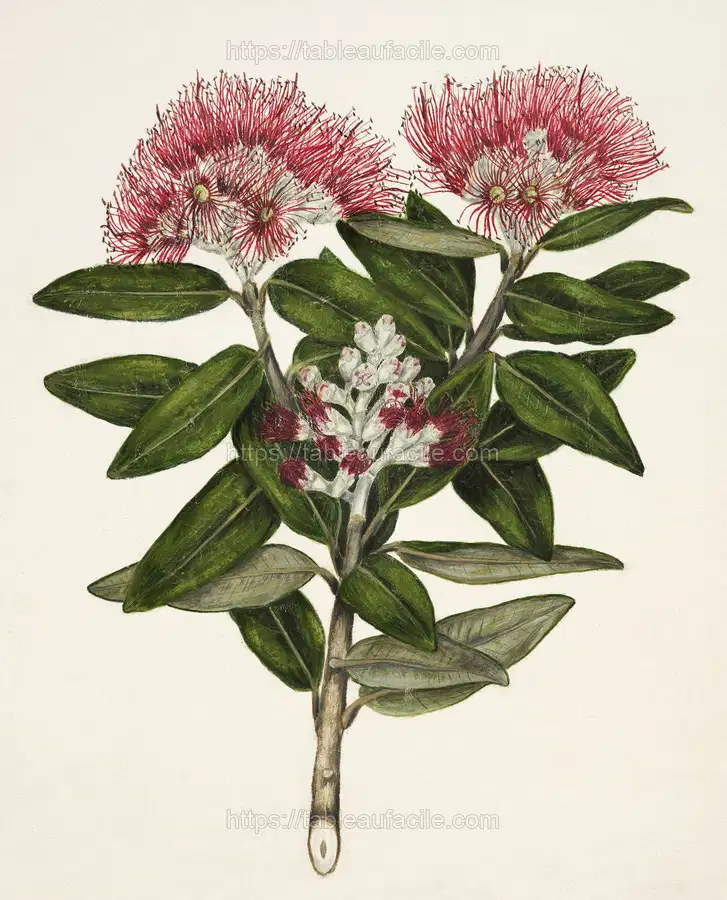 Antique plant Pohutukawa - Metrosideros Tomentosa drawn by Sarah Featon apercu