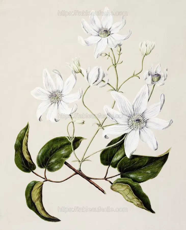 Antique plant Puawananga - Clematis indivisadrawn by Sarah Featon apercu