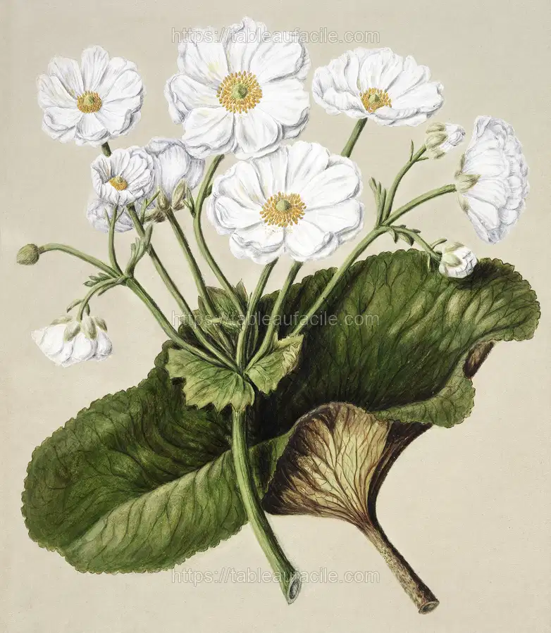 Antique plant The mountain lily drawn by Sarah Featon apercu