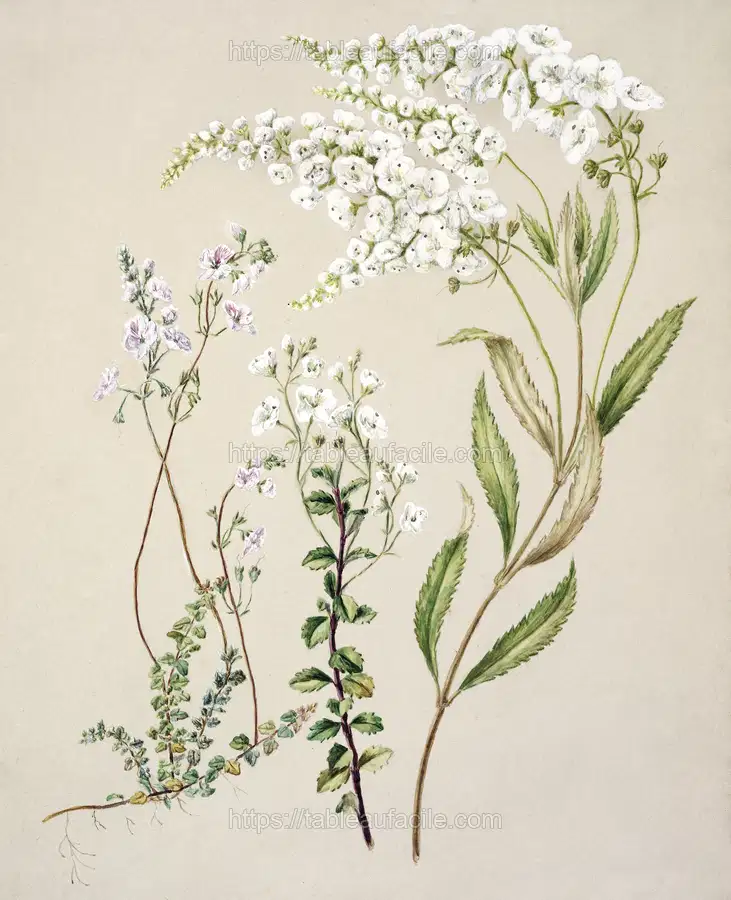 Antique plant Veronica drawn by Sarah Featon (1848–1927 apercu
