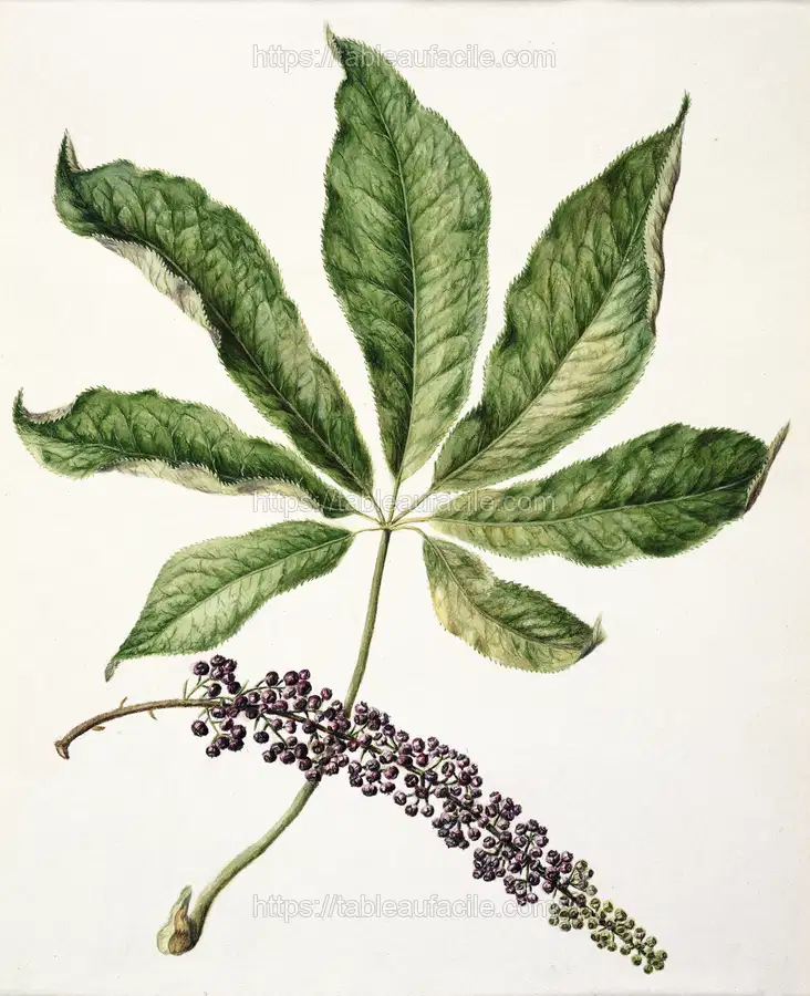 Antique plant drawn by Sarah Featon apercu