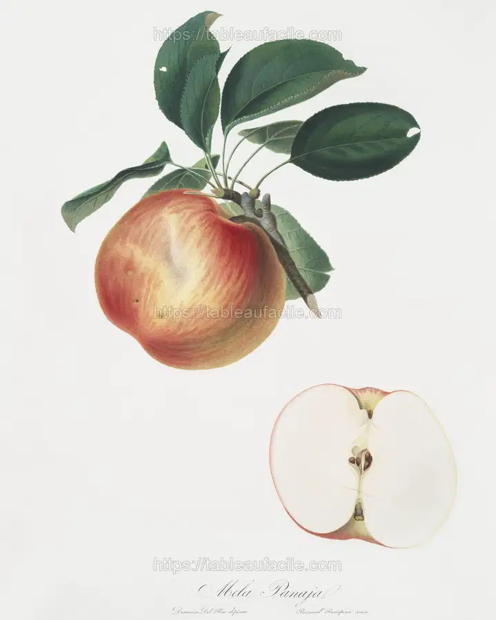 Apple (Malus domestica) from Pomona Italiana (1817 - 1839) by Giorgio Gallesio apercu