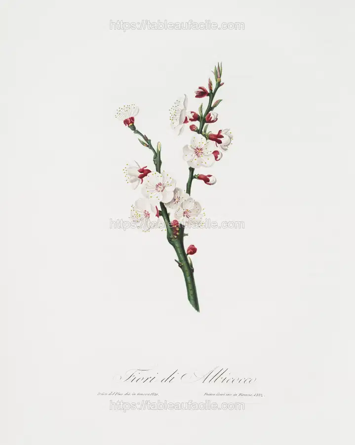 Apricot flower (Prunus armeniaca) from Pomona Italiana (1817 - 1839) by Giorgio Gallesio apercu