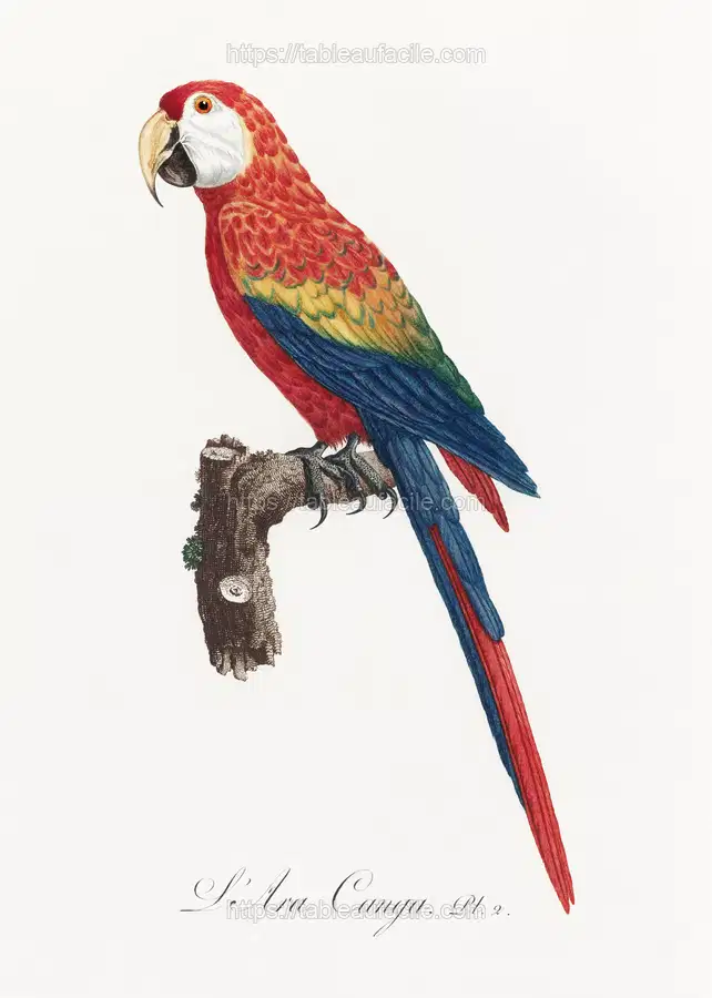 Ara Canga from Natural History of Parrots (1801—1805) by Francois Levaillant apercu