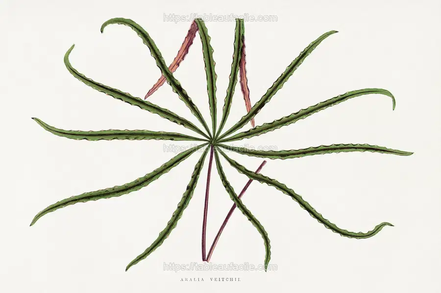 Aralia Veitchii leaf illustration.1865 edition of Les Plantes à Feuillage Coloré by Alexander Francis Lydon & Benjamin Fawsett. apercu