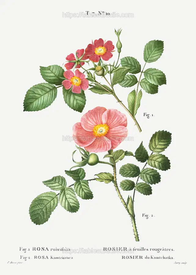 Arbres et Arbustes que l’on cultive en France en pleine terre (1801–1819) by Pierre-Joseph Redouté apercu