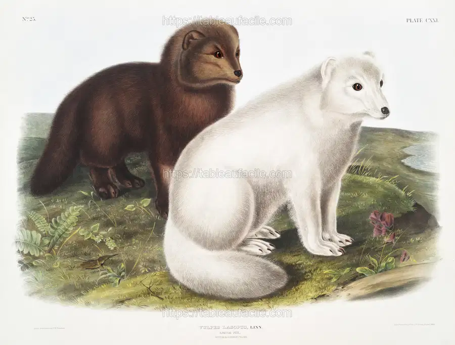 Arctic Fox (Vulpes lagopus)  by John Woodhouse Audubon apercu