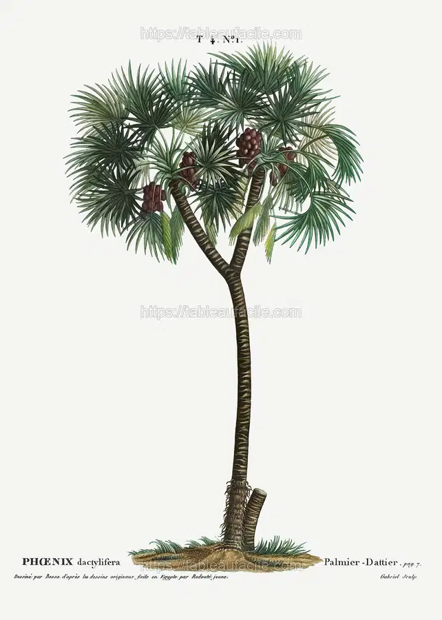 Date palm (Phoenix dactylifera) from Traité des Arbres et Arbustes que l’on cultive en France en pleine terre (1801–1819) by Pierre-Joseph Redouté apercu
