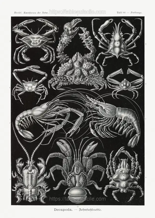 Decapoda–Behnfukkreble from Kunstformen der Natur (1904) by Ernst Haeckel apercu