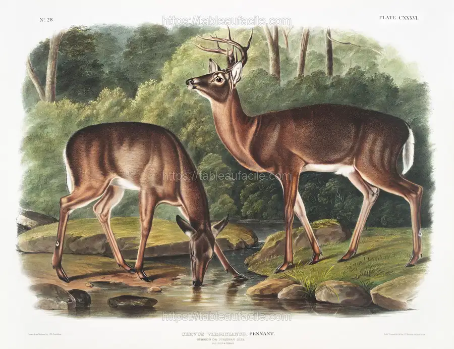 Deer or Virginian Deer (Cervus Virginianus) from the viviparous quadrupeds of North America (1845) illustrated by John Woodhouse Audubon apercu