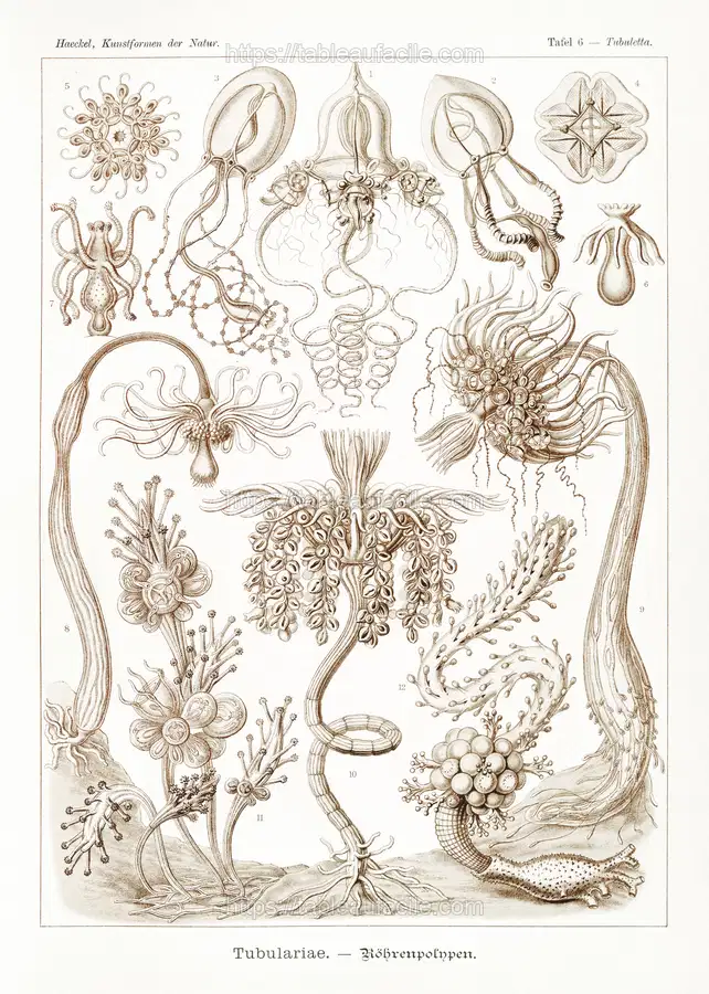 Diatomea–Schachtellinge from Kunstformen der Natur (1904) by Ernst Haeckel 2 apercu