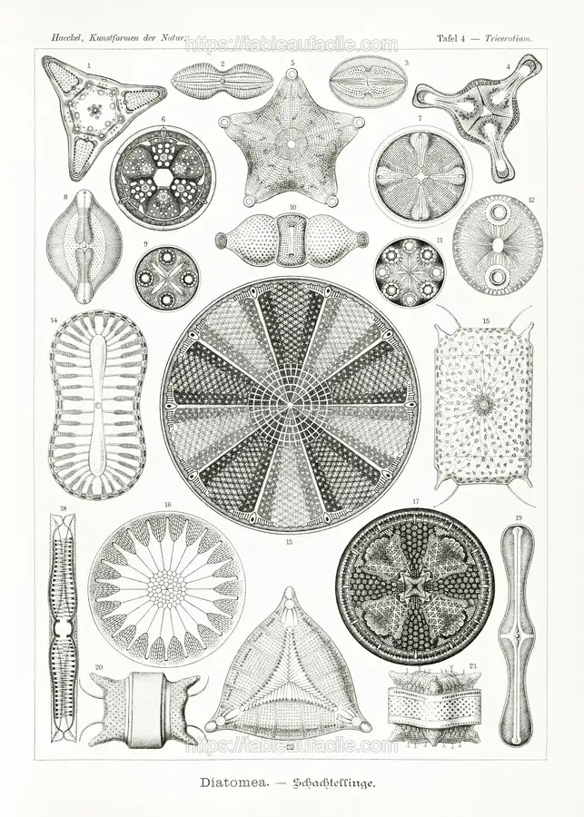 Diatomea–Schachtellinge from Kunstformen der Natur (1904) by Ernst Haeckel apercu