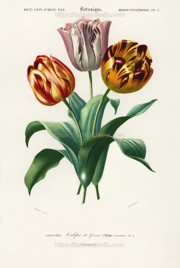 Didier_s tulip (Tulipa gesneriana) illustrated by Charles Dessalines D_ Orbigny apercu