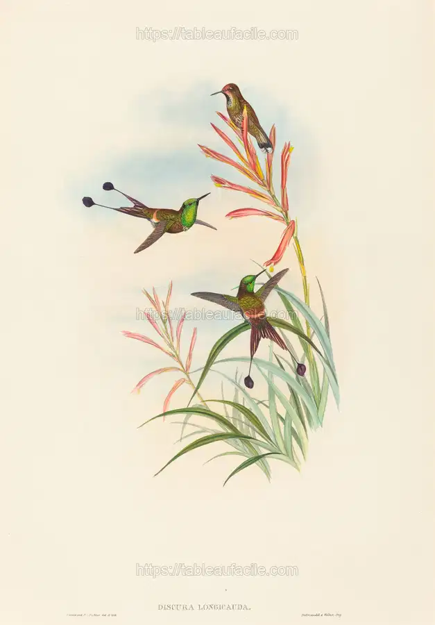 Discura longicauda (Racket-Tail)  by John Gould apercu