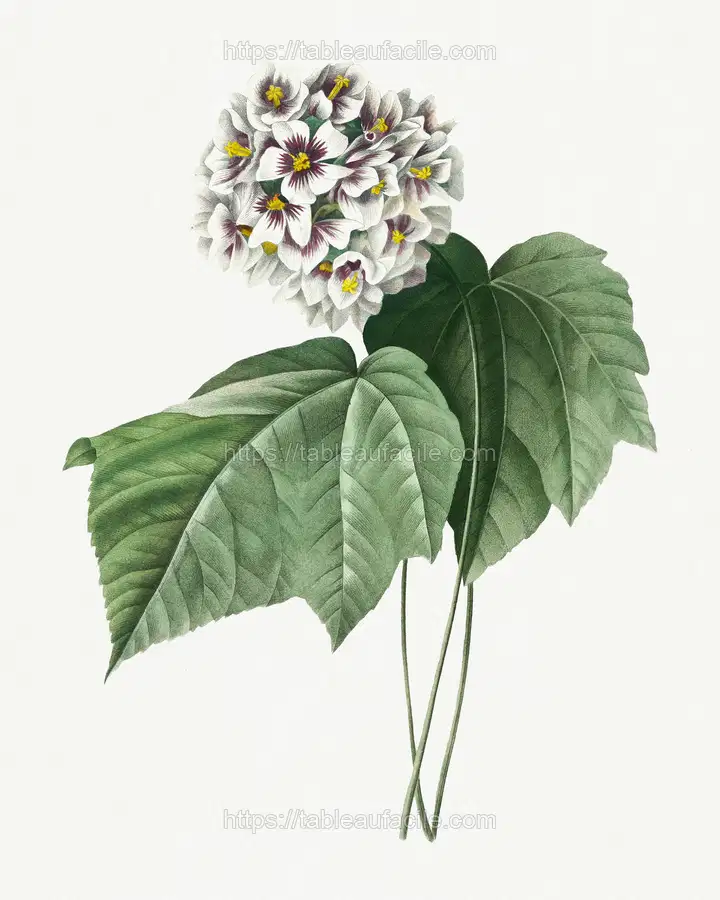 Dombeya Amelia by Pierre-Joseph Redouté apercu