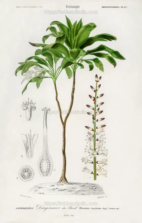 Dracaena brasiliensis illustrated by Charles Dessalines D_ Orbigny apercu