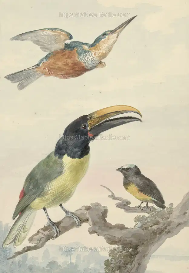 Drie vogels een IJsvogel, een Prins von Wied_s Toekan en een Organist (ca. 1720–1792)  by Aert Schouman apercu
