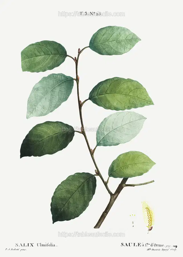 Eared willow (Salix ulmifolia) from Traité des Arbres et Arbustes que l’on cultive en France en pleine terre (1801–1819) by Pierre-Joseph Redouté apercu