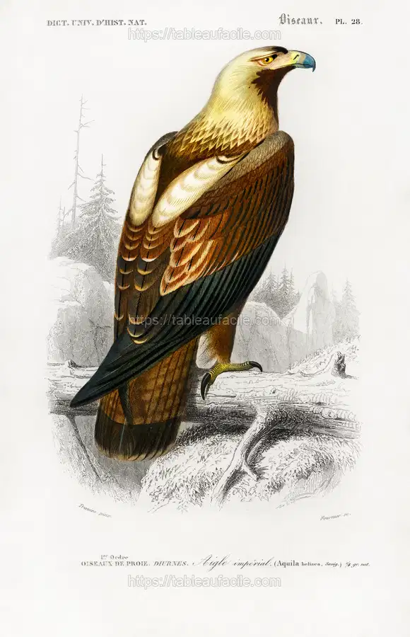 Eastern imperial eagle (Aquila heliaca) illustrated by Charles Dessalines D_ Orbigny apercu
