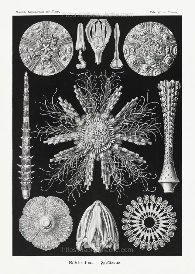Echinidea–Igelsterne from Kunstformen der Natur (1904) by Ernst Haeckel 2 apercu